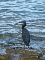 Heron Island, Australia 2