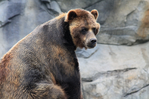 Grizzly Bear - Brookfield Zoo